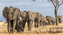 Masai Mara