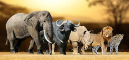 South Africa - Kenya - Tanzania