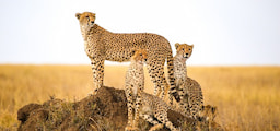 Tanzania