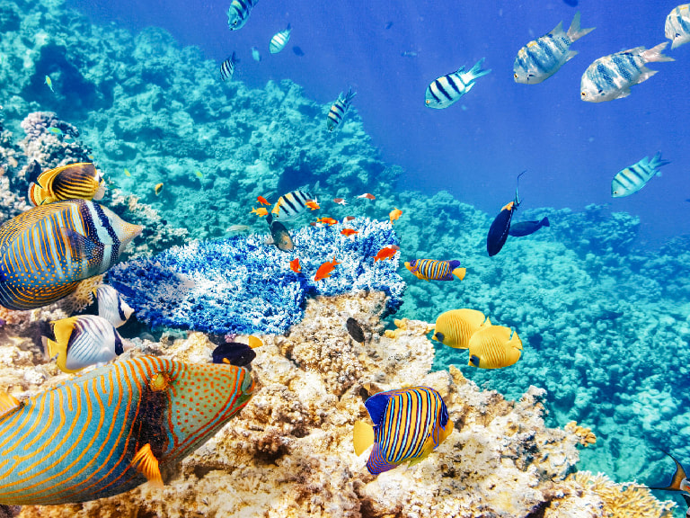 Banana Reef Maldives