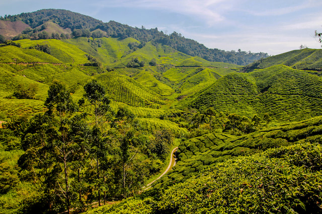 Cameron Highlands