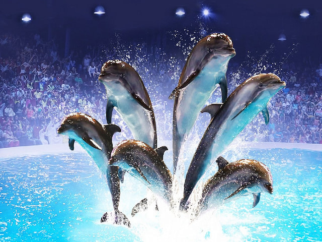 Make Friends With Dolphins At Dubai Dolphinarium - 1