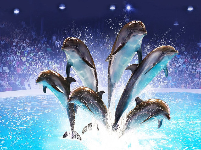 Make Friends With Dolphins At Dubai Dolphinarium - 1