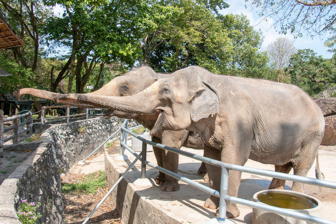 Elephant Breeding Center