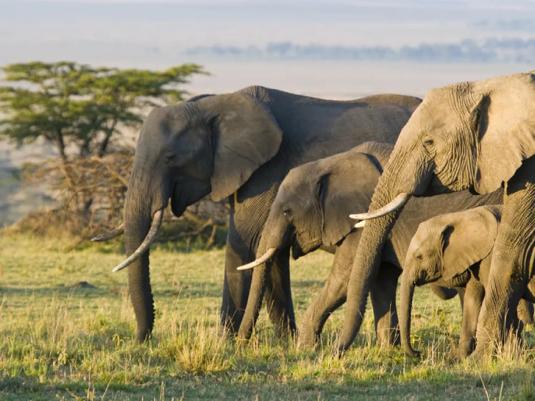 Elephant-Interaction-And-Safaris-1