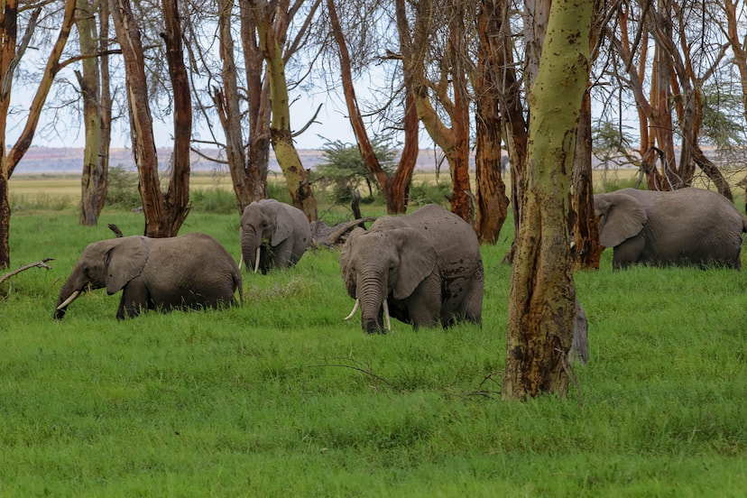 Observe Elephants In Tarangire National Park
