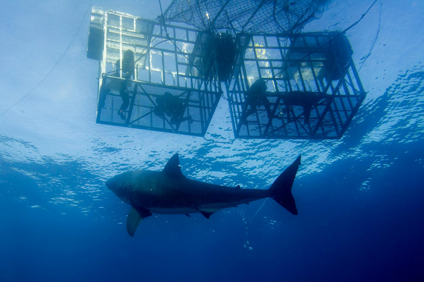 Go Swimming with Sharks