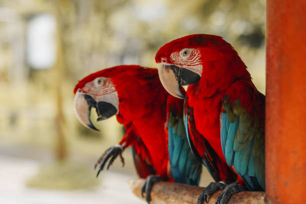 Bali Bird Park - 2