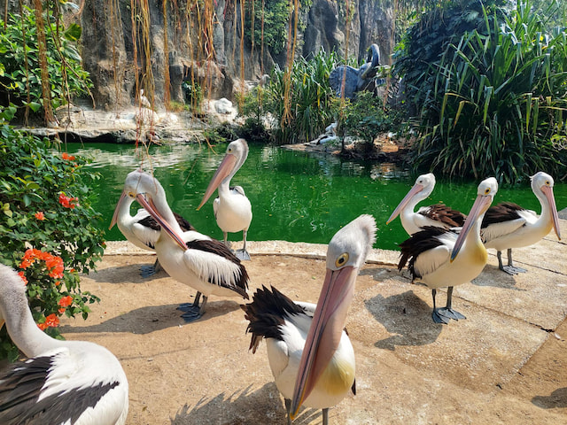 Jurong Bird Park