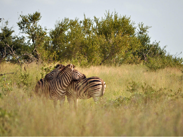 Kruger National Park - 1