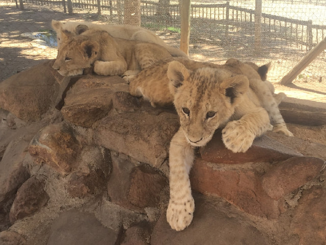 Lion Park - 1