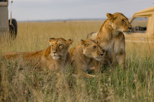 Masai Mara Game Drive  - 1