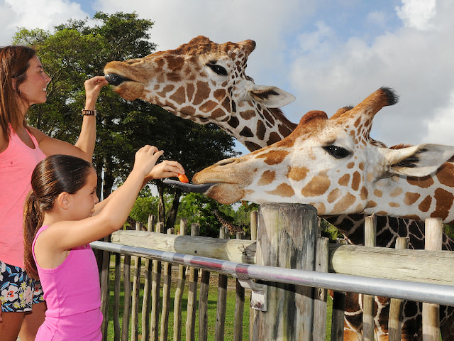  Zoo Miami