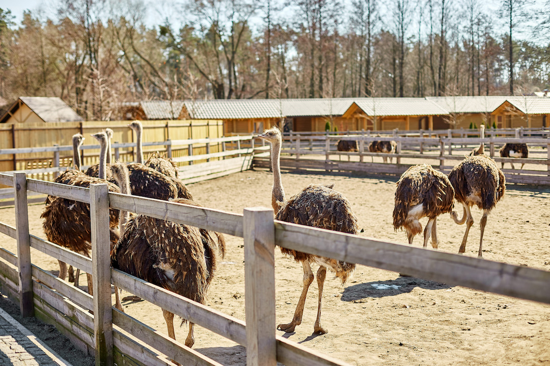 Ostrich Farm Tour