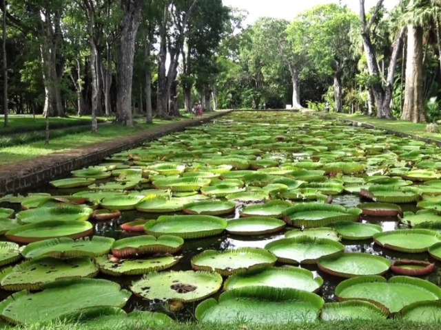 Pamplemousses Botanical Garden 2