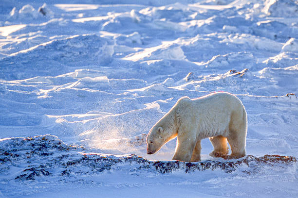 Search For Polar Bears In Churchill - 1
