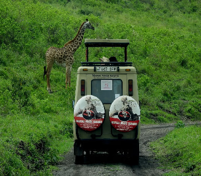 Go On Safari In The Serengeti