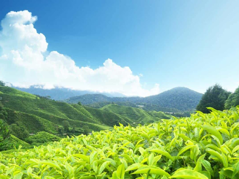 Wayanad - 1