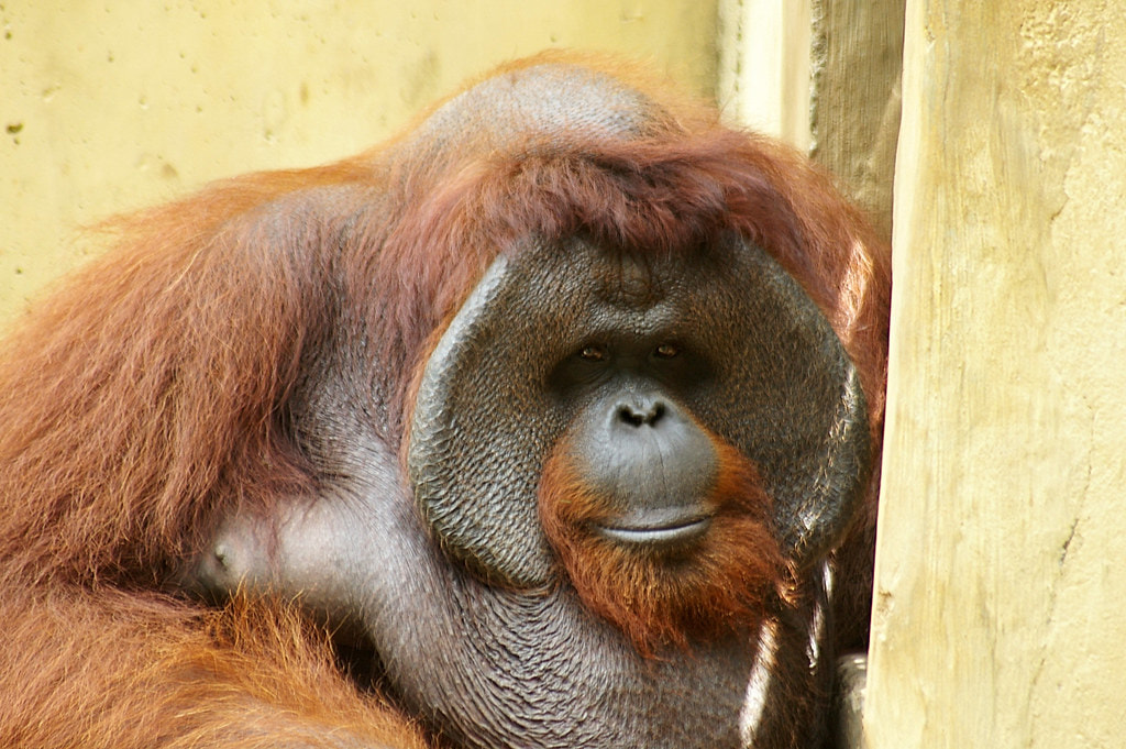 Bali Zoo - 1