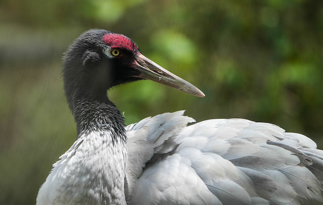 Explore Black Necked Cranes Centre