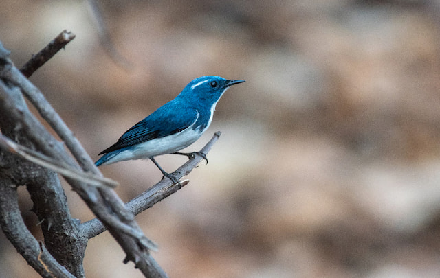 Capture The Indian Blue Robin At Victoria Park