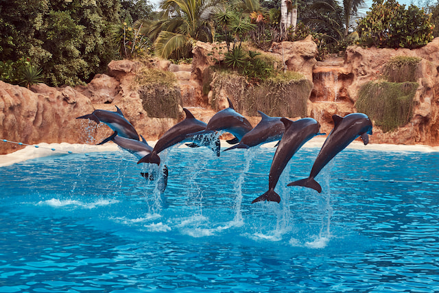 Make Friends With Dolphins At Dubai Dolphinarium