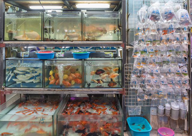Stroll through the Goldfish Market