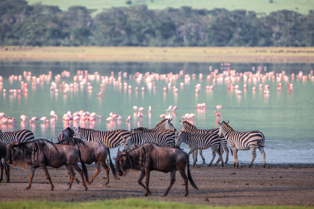 Flamingos at Lake Nakuru