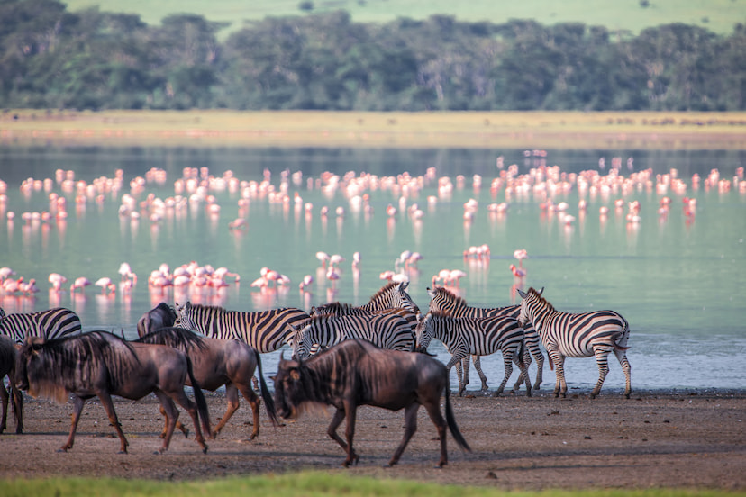 Flamingos at Lake Nakuru