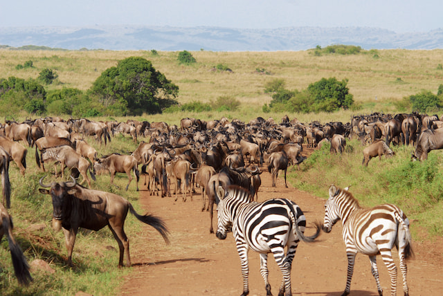 Watch the Great Migration in Masai Mara