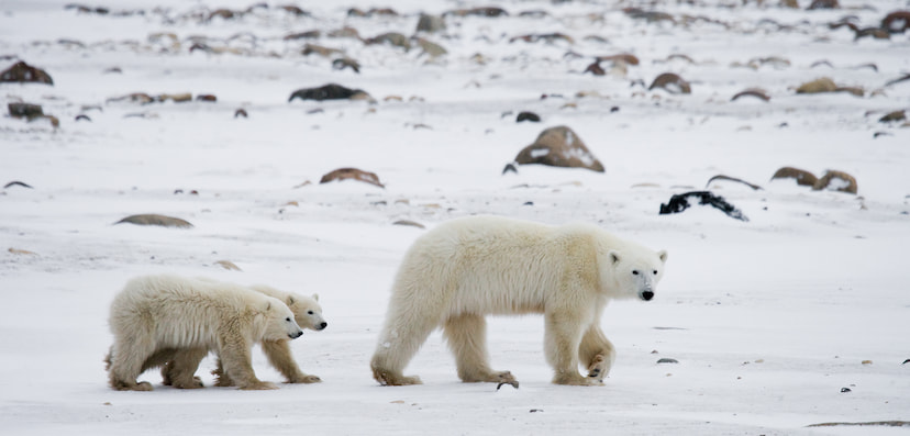 Search For Polar Bears In Churchill