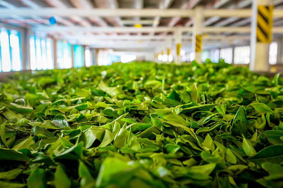 Visit The Tea Factories