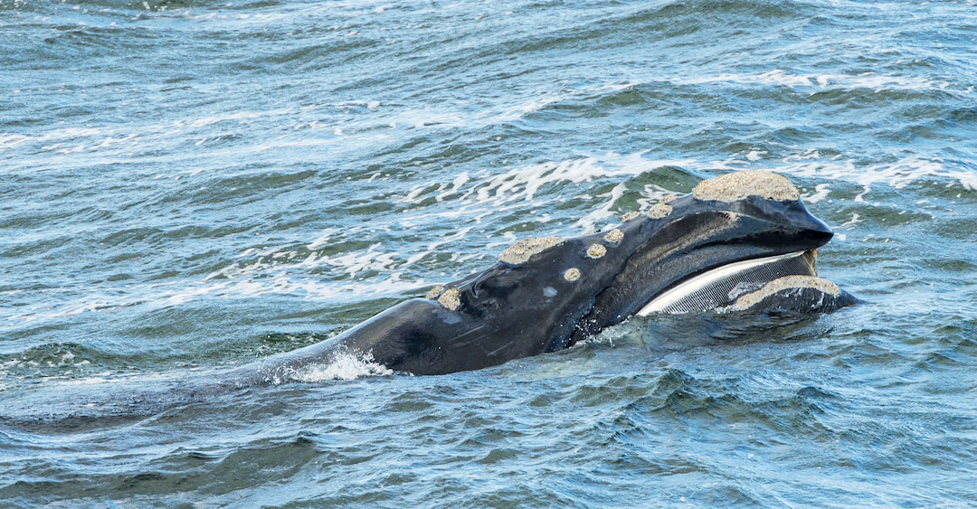 Go on a Whale Watching Tour