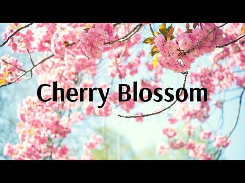 Experience Cherry Blossom with Flamingo!