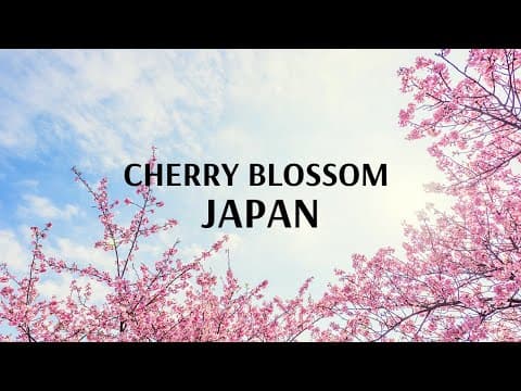 Cherry Blossom Japan