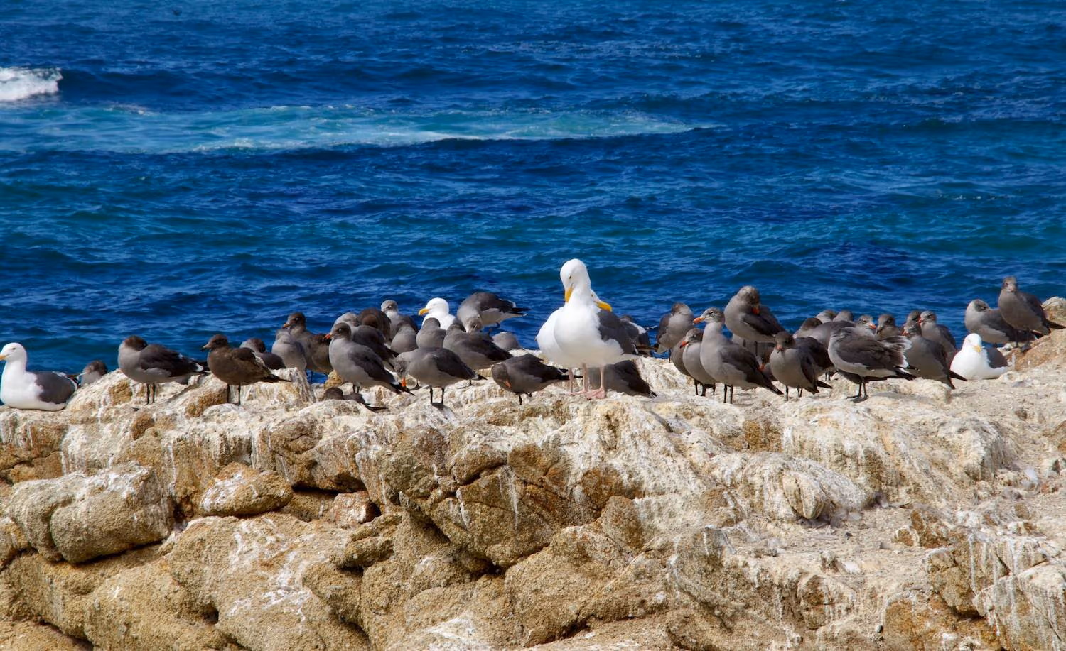 17-mile Drive