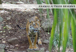Anamalai_tiger_reserve