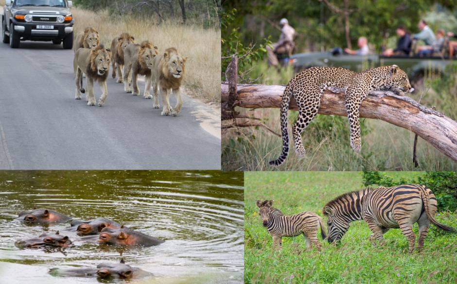 Experience Game Drives