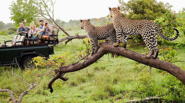 Game Drive Experience