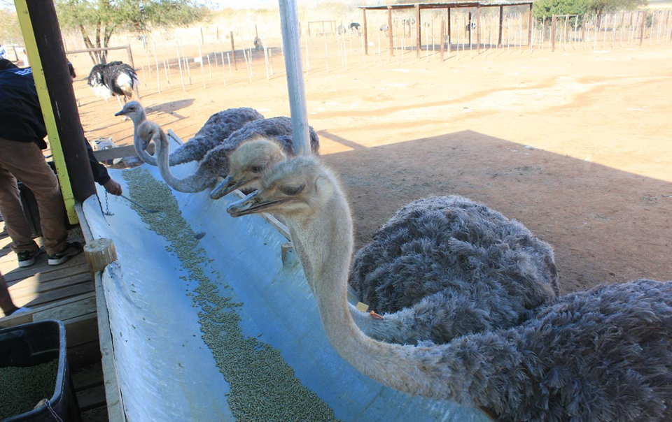 Ostrich Farm Tour
