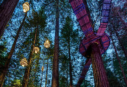 Redwoods Nightlight- 0