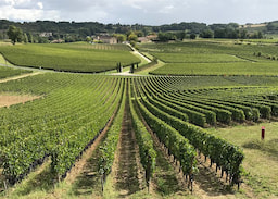 Saint Emilion Half-Day Trip with Wine Tasting And Winery Visit from Bordeaux