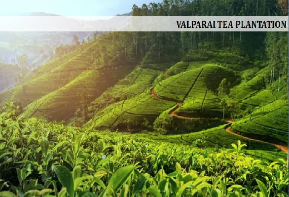 Valparai_tea_plantation