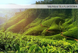 Valparai_tea_plantation
