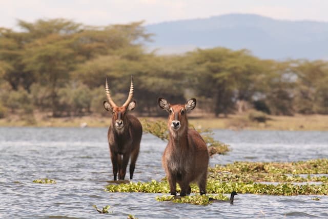Kenyan Delight With Lake Naivasha