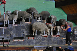 Agrodome Sheep Show