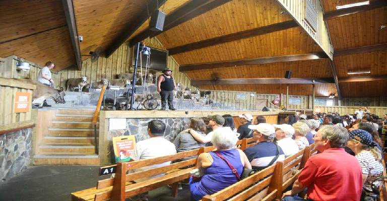 Agrodome Sheep Show & Farm