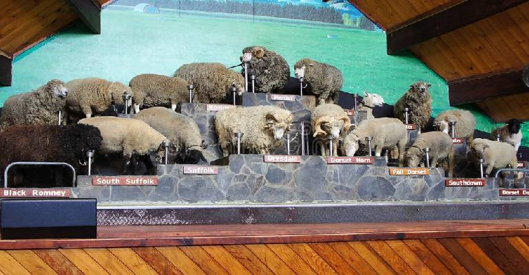 Agrodome Sheep Show & Farm