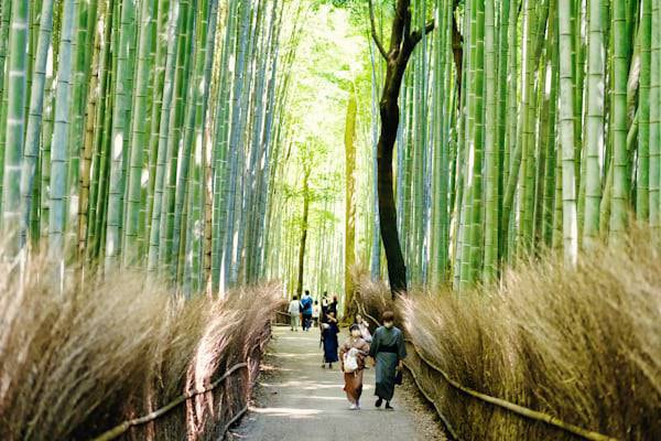 Arashiyama Bamboo