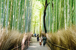 Arashiyama Bamboo